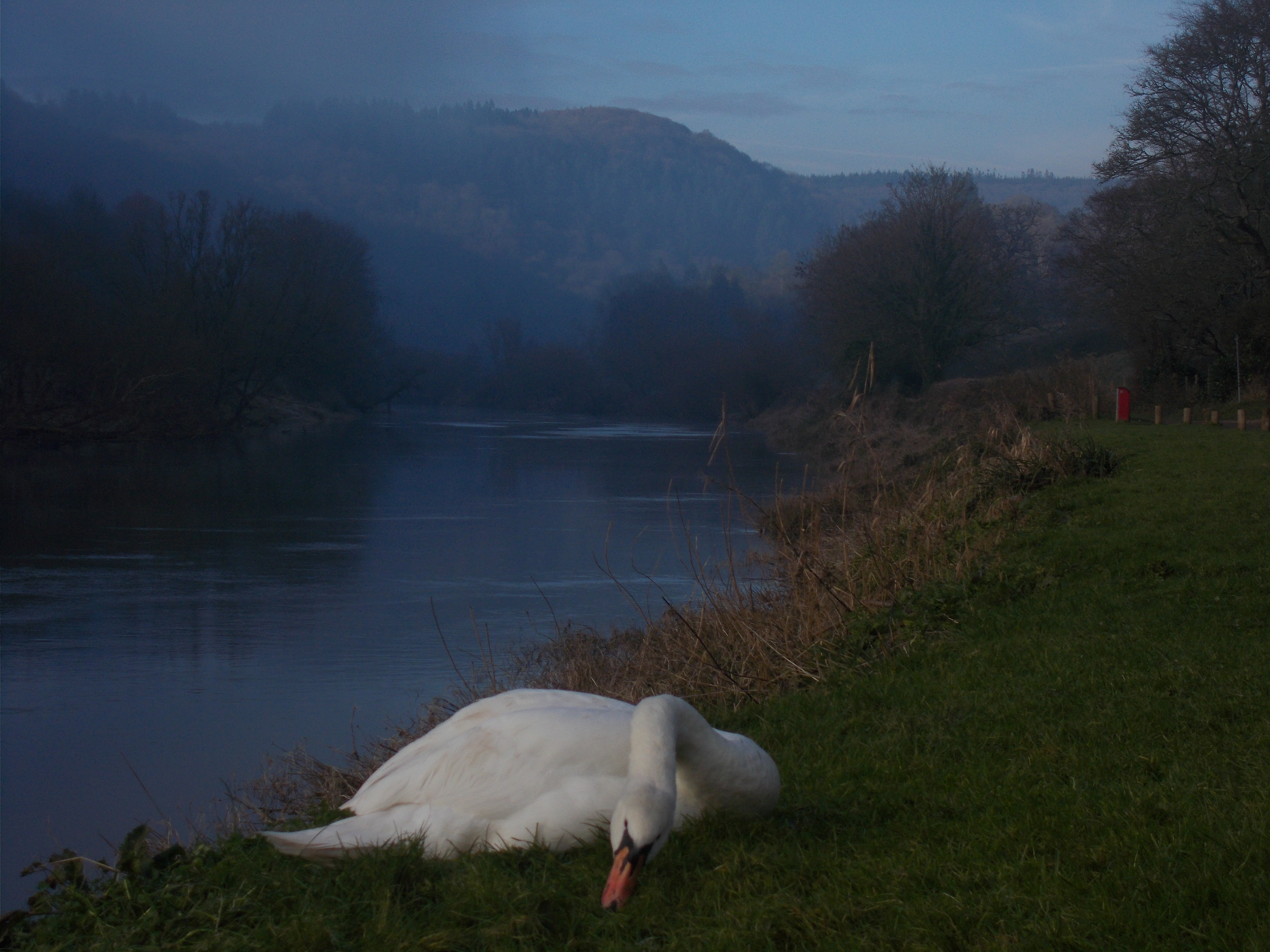 Swan pecking