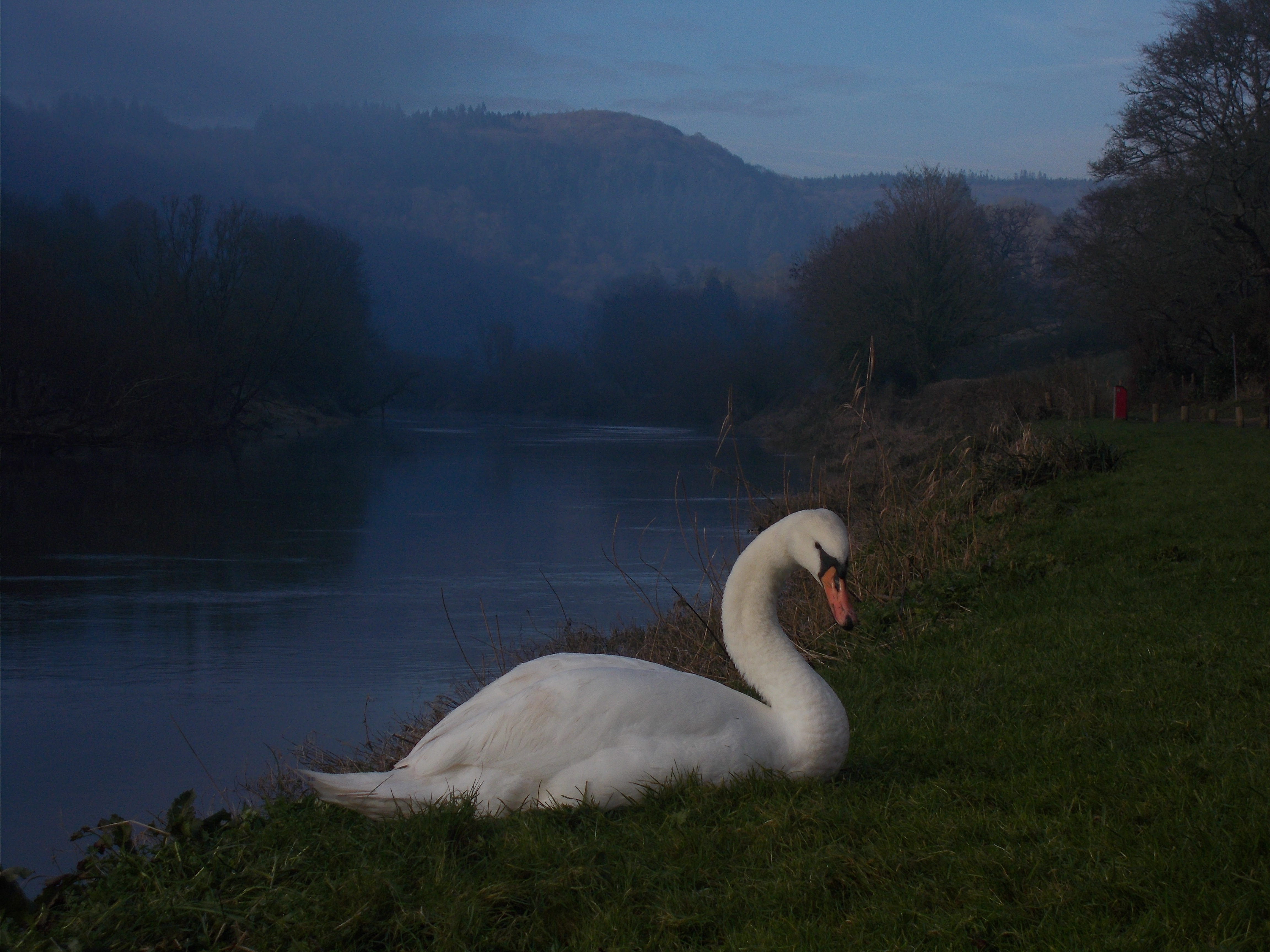 Swan