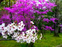 Concerto di Primavera dei Solisti Veneti 2016