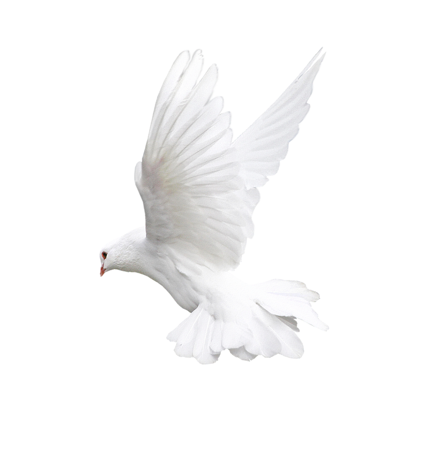 dove 4.png