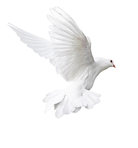 dove larger.png